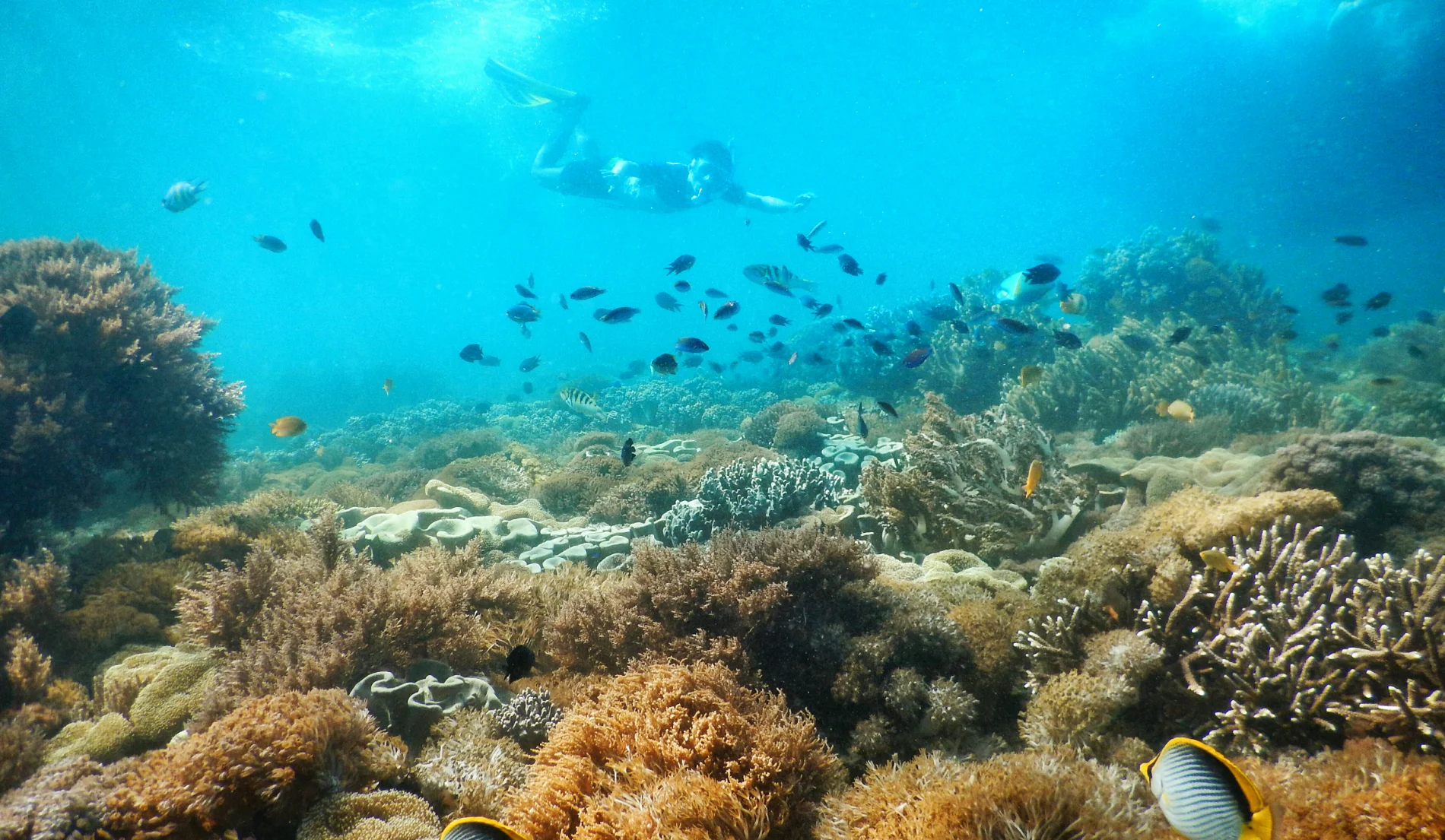 Pantai Ora Maluku: Hawaii Indonesia dengan Terumbu Karang Eksotis